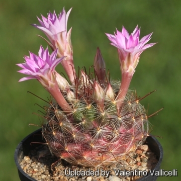 Mammillaria longiflora