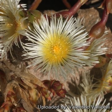 Sceletium tortuosum