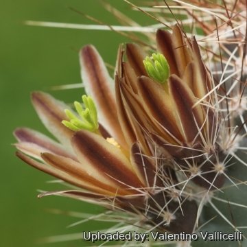 Echinocereus mapimiensis