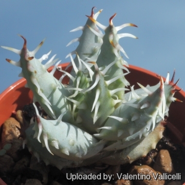 Aloe melanacantha var. erinacea