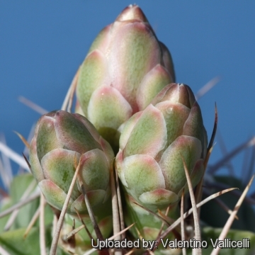 Gymnocalycium mostii var. genseri