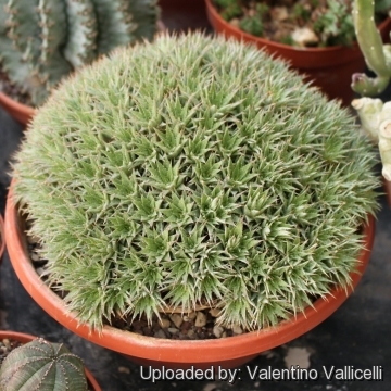 Deuterocohnia brevifolia subs. chlorantha