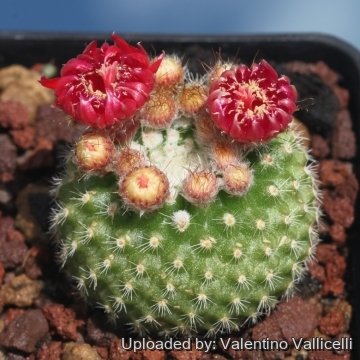 Parodia microsperma subs. sanguiniflora f. brevispina (monstruosa)