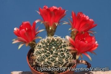 Lobivia cinnabarina var. draxleriana