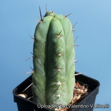 Echinopsis pachanoi f. quadricostatus