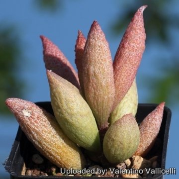 Adromischus marianae var. immaculatus