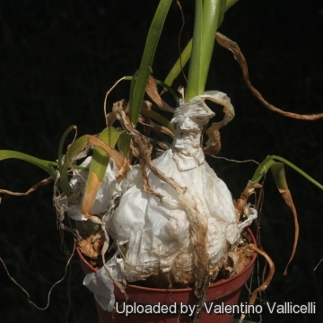 Ornithogalum caudatum