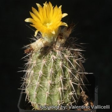 Islaya brevicylindrica