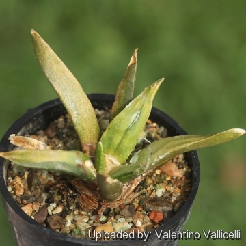 Ariocarpus hybrid agavoides x elongatus