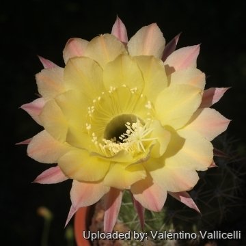 Echinopsis cv. Coletta