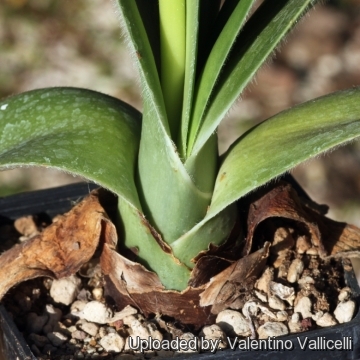 Haemanthus albiflos