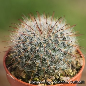 Mammillaria bocasana subs. eschauzieri