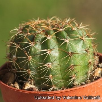 Echinopsis winteriana