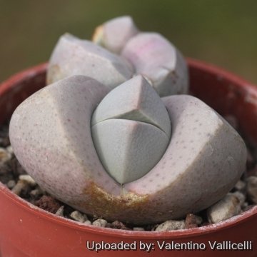 Dinteranthus microspermus