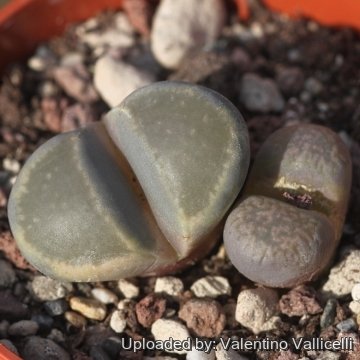 Lithops comptonii C377 70 km NE of Ceres, South Africa