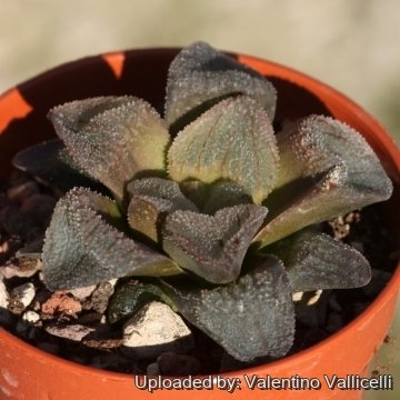 Haworthia pygmaea f. crystallina