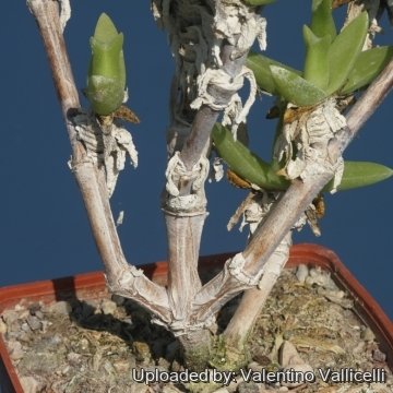 Mitrophyllum dissitum