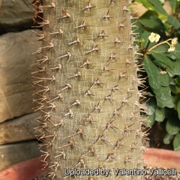 Pachypodium lamerei