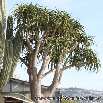 Aloe barberae