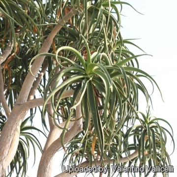 Aloe barberae