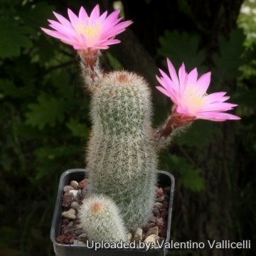 Echinocereus laui