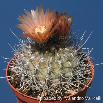 Pyrrhocactus dimorphus