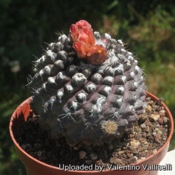 Copiapoa humilis subs. tenuissima