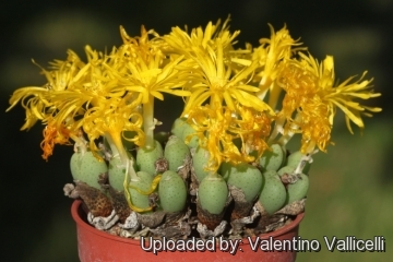 Conophytum nanum