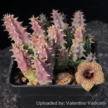 Huernia hystrix subs. parvula