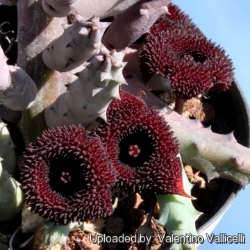 Huernia х pendurata