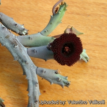 Huernia х pendurata