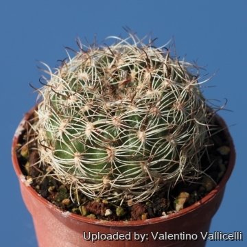 Echinopsis schieliana