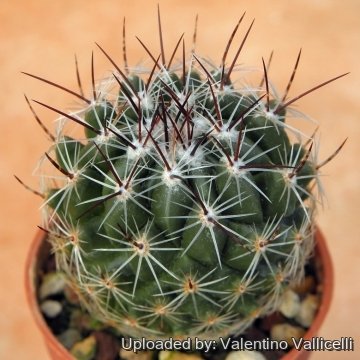 Thelocactus saussieri