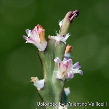 Lepismium cruciforme
