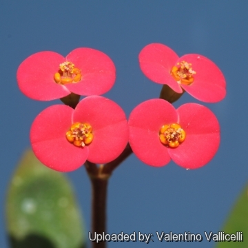 Euphorbia tardieuana