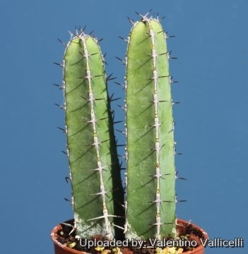 Euphorbia lydenburgensis