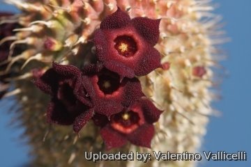Hoodia pilifera