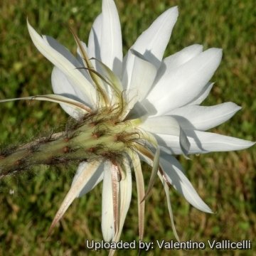 Echinopsis silvestrii