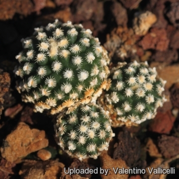 Pediocactus knowltonii