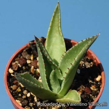Agave х glomeruliflora