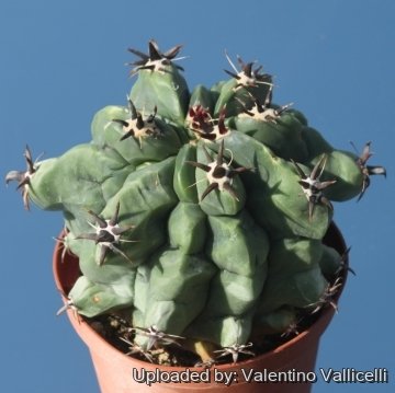 Ferocactus peninsulae f. brevispinus (Chinned type)