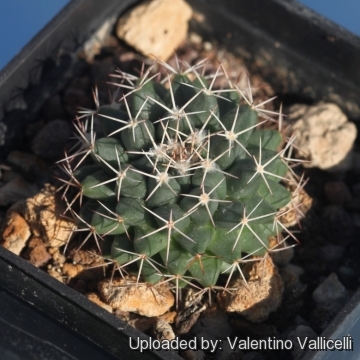 Mammillaria roseoalba