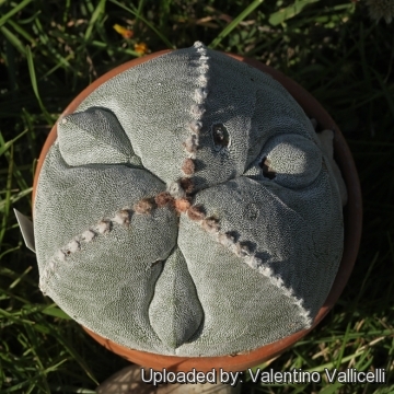 Astrophytum myriostigma cv. Fukuryu (type A) tricostatum