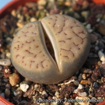 Lithops bromfieldii var. menellii C044 TL: 25 km SSW of Upington, South Africa