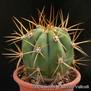 Echinopsis terscheckii