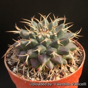 Mammillaria magnimamma