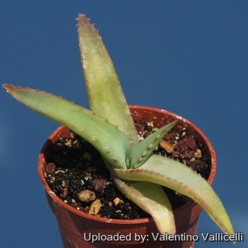 Aloe spicata