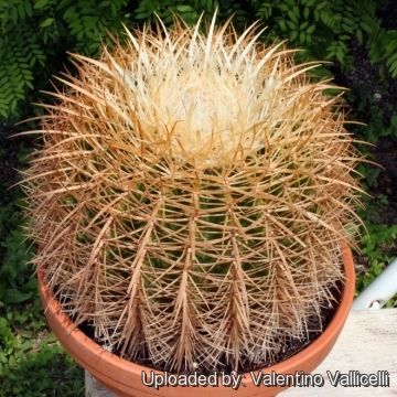 Echinocactus grusonii var. albispinus