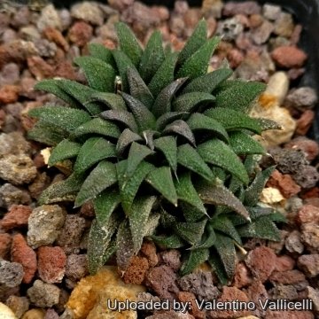 Haworthia parksiana