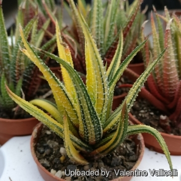 Haworthia attenuata var. radula f. variegata